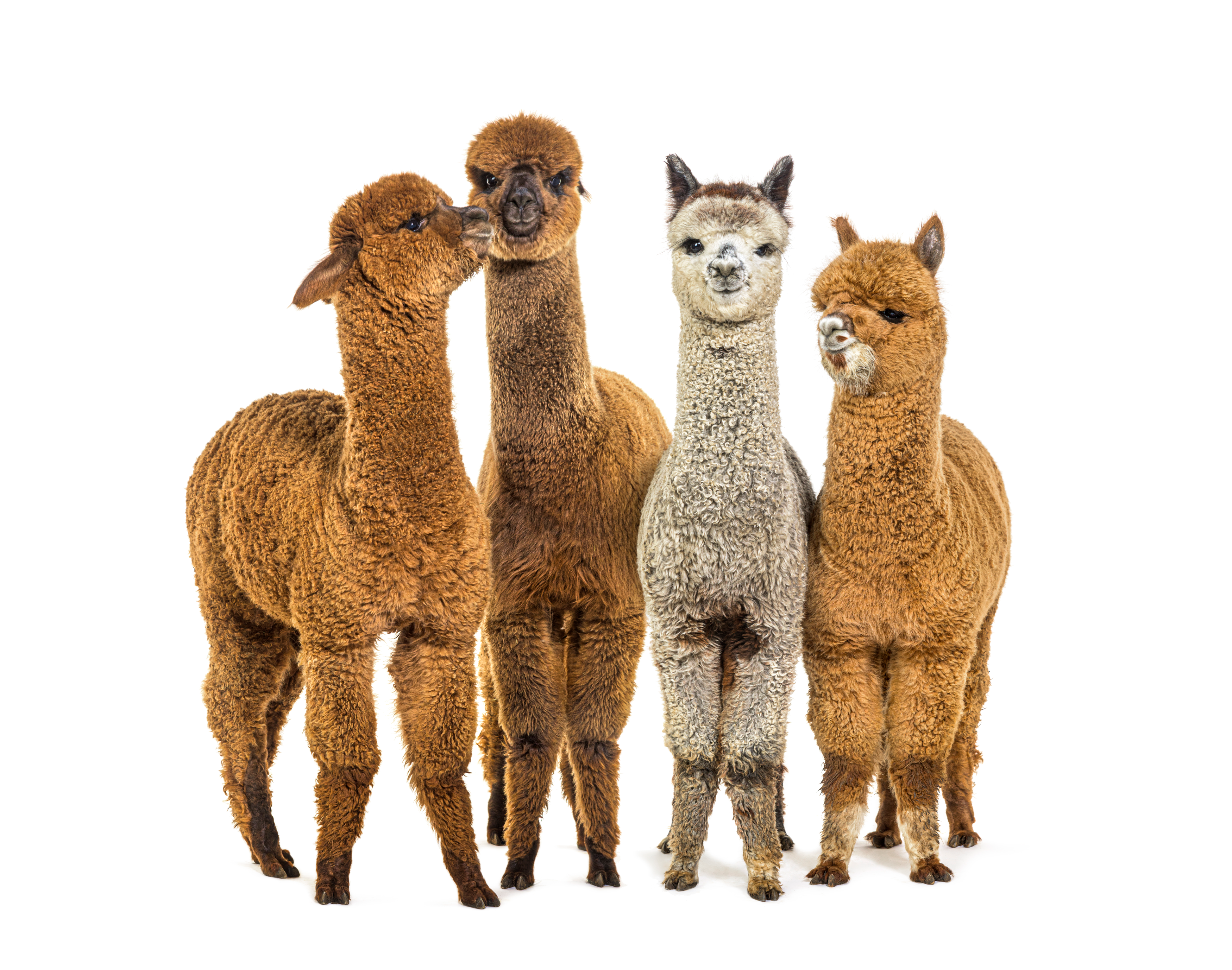Alpacas